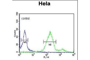 RAB8A Antibody (ABIN1881723 and ABIN2842586) flow cytometric analysis of Hela cells (right histogram) compared to a negative control cell (left histogram).
