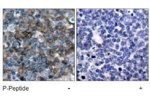 Image no. 1 for anti-Vasodilator-Stimulated phosphoprotein (VASP) (pSer157) antibody (ABIN196951) (VASP antibody  (pSer157))