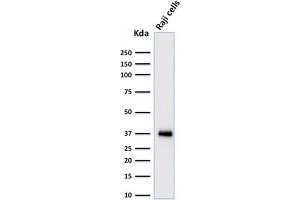 Western Blot Analysis of Raji cell lysate using BOB1 Monospecific Mouse Monoclonal Antibody (BOB1/2424). (POU2AF1 antibody  (AA 148-255))