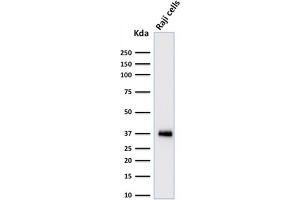 POU2AF1 anticorps  (AA 148-255)