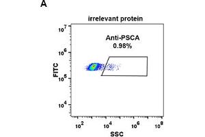 Expi 293 cell line transfected with irrelevant protein  (A) and human PSCA  (B) were surface stained with Rabbit anti-PSCA monoclonal antibody 1 μg/mL  (clone: DM87) followed by Alexa 488-conjugated anti-rabbit IgG secondary antibody. (PSCA antibody  (AA 12-86))