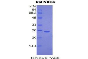 SDS-PAGE (SDS) image for N-Acetylgalactosaminidase, alpha (NAGA) (AA 218-415) protein (His tag) (ABIN2121740)