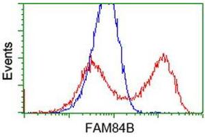 HEK293T cells transfected with either RC207996 overexpress plasmid (Red) or empty vector control plasmid (Blue) were immunostained by anti-FAM84B antibody (ABIN2453030), and then analyzed by flow cytometry. (FAM84B antibody)