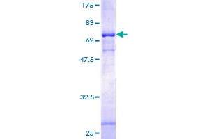 PIEZO1 Protein (AA 1-373) (GST tag)