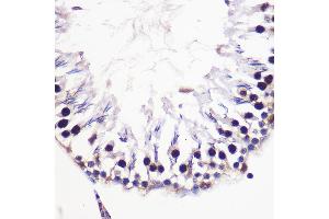 Immunohistochemistry of paraffin-embedded Rat testis using Histone H2AFV Rabbit pAb (ABIN7267555) at dilution of 1:100 (40x lens). (H2AFV antibody  (AA 1-128))