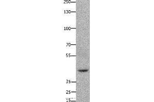 Western blot analysis of 293T cell, using FOXD3 Polyclonal Antibody at dilution of 1:650