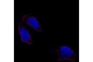 Image no. 2 for anti-POU Class 5 Homeobox 1 (POU5F1) (N-Term) antibody (ABIN357427)