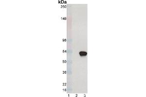 Western blot analysis of XBP-1S mAb (8F6. (XBP1 antibody  (C-Term))