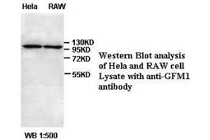 Image no. 1 for anti-G-Elongation Factor, Mitochondrial 1 (GFM1) antibody (ABIN791156)
