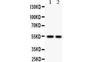 Observed bind size: 54KD (CSTA antibody  (AA 8-98))