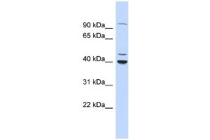WB Suggested Anti-CTBP1 Antibody Titration:  0. (CTBP1 antibody  (N-Term))