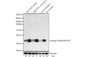 Western blot analysis of extracts of various cell lines, using Acetyl-Histone H3-K27 Rabbit pAb antibody (ABIN7267670) at 1:1000 dilution. (Histone 3 antibody  (H3K27))