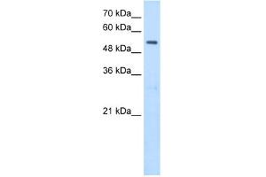 WB Suggested Antibody Titration:  2. (SHMT2 antibody  (N-Term))