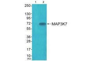 Western blot analysis of extracts from JK cells (Lane 2), using MAP3K7 (Ab-187) antiobdy. (MAP3K7 antibody  (Thr187))