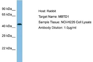 Host: Rabbit Target Name: MBTD1 Sample Type: NCI-H226 Whole Cell lysates Antibody Dilution: 1. (MBTD1 antibody  (N-Term))