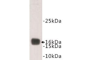 Western Blotting (WB) image for anti-Transthyretin (TTR) antibody (ABIN1854964) (TTR antibody)