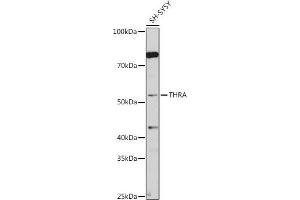 Western blot analysis of extracts of SH-SY5Y cells, using THRA antibody (ABIN6128827, ABIN6149127, ABIN7101779 and ABIN7101780) at 1:1000 dilution.