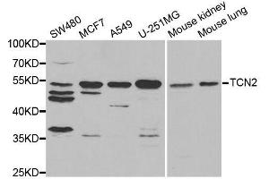 Western blot analysis of extracts of various cell lines, using TCN2 antibody. (TCN2 antibody  (AA 19-250))