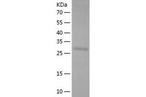 Western Blotting (WB) image for Protocadherin beta 4 (PCDHb4) (AA 148-437) protein (His tag) (ABIN7289560) (PCDHb4 Protein (AA 148-437) (His tag))