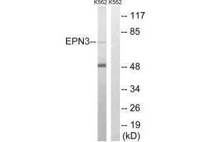 Western blot analysis of extracts from K562 cells, using EPN3 antibody.