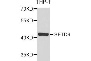 Western blot analysis of extracts of THP-1 cells, using SETD6 antibody (ABIN2970694) at 1/1000 dilution. (SETD6 antibody)