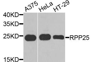 Western blot analysis of extracts of various cell lines, using RPP25 antibody. (RPP25 antibody)