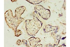 Immunohistochemistry of paraffin-embedded human placenta tissue using ABIN7149824 at dilution of 1:100 (DPPA4 antibody  (AA 11-264))