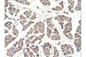 Image no. 1 for anti-Glutaryl-CoA Dehydrogenase (GCDH) (C-Term) antibody (ABIN320802) (GCDH antibody  (C-Term))