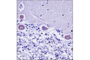 Immunohistochemistry analysis in formalin fixed and paraffin embedded human cerebellum tissue reacted with KDELR2 Antibody (C-term) followed which wasperoxidase conjugated to the secondary antibody and  followed by DAB staining.
