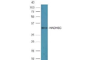 Mouse liver lysates probed with Rabbit Anti-HADHSC Polyclonal Antibody  at 1:5000 90min in 37˚C. (HADH antibody  (AA 241-314))