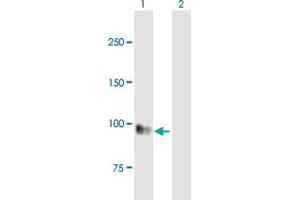 Western Blot analysis of EMR1 expression in transfected 293T cell line by EMR1 MaxPab polyclonal antibody. (F4/80 antibody  (AA 1-821))