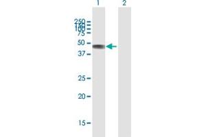 Western Blot analysis of C2CD2 expression in transfected 293T cell line by C2CD2 MaxPab polyclonal antibody. (C2CD2 antibody  (AA 1-388))