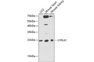 Western blot analysis of extracts of various cell lines, using LYPL antibody (ABIN1680728, ABIN3018907, ABIN3018908 and ABIN6220622) at 1:3000 dilution. (LYPLA1 antibody  (AA 1-230))