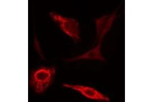 ABIN6276954 staining 293 cells by IF/ICC. (Peroxiredoxin 2 antibody  (C-Term))