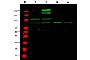 Image no. 1 for anti-Ras Responsive Element Binding Protein 1 (RREB1) antibody (ABIN401031) (RREB1 antibody)