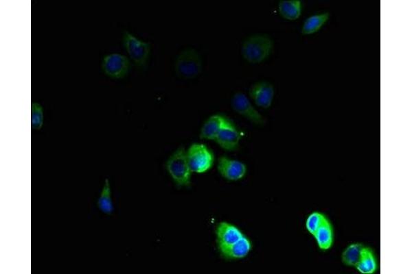 Tetraspanin 16 antibody  (AA 116-160)