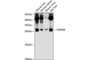 Western blot analysis of extracts of various cell lines, using TSP/NAG-2 antibody (ABIN6129688, ABIN6149635, ABIN6149636 and ABIN6214433) at 1:1000 dilution. (TSPAN4 antibody  (AA 107-201))