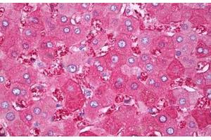 Anti-FTH1 antibody IHC staining of human liver.