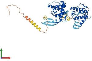 AlphaFold protein structure predicition of Human Recombinant PARVB Protein, UniprotID Q9HBI1 (Parvin, beta Protein (PARVB) (AA 1-364) (His tag))