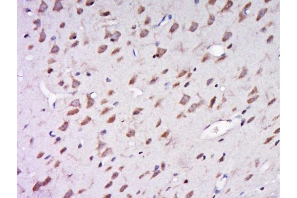 AER61 antibody