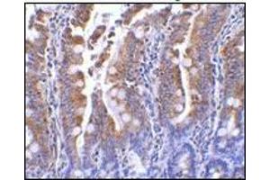 AP20060PU-N PIST antibody staining of Rat Colon tissue by Immunohistochemistry at 1 μg/ml. (GOPC antibody  (C-Term))