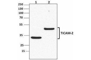 Western Blotting (WB) image for anti-Toll-Like Receptor Adaptor Molecule 2 (TICAM2) antibody (ABIN2665412) (TICAM2 antibody)