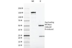 SDS-PAGE Analysis of Purified, BSA-Free SOX10 Antibody (clone SOX10/991). (SOX10 antibody  (AA 115-269))