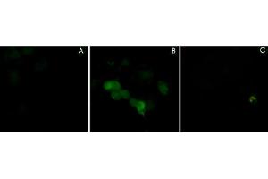 Immunocytochemical labeling using PLXNA1 polyclonal antibody  in COS-7 cells mock transfected (A) or transfected with Myc-tagged mouse PLXNA1 construct (B). (Plexin A1 antibody  (N-Term))
