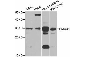 Western blot analysis of extracts of various cell lines, using HMOX1 antibody (ABIN5997912) at 1/1000 dilution. (HMOX1 antibody)