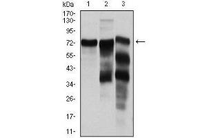 Western blot analysis using YAP1 mouse mAb against Hela (1), C6 (2) and Cos7 (3) cell lysate.