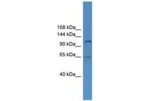 Image no. 1 for anti-Ubiquitin-Like Modifier Activating Enzyme 6 (UBA6) (AA 601-650) antibody (ABIN6746579) (UBA6 antibody  (AA 601-650))