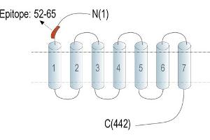 Representative domain view of the target of ABIN7237630.