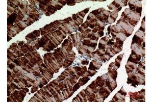 Immunohistochemistry (IHC) analysis of paraffin-embedded Mouse Muscle, antibody was diluted at 1:100. (alpha Tubulin antibody)