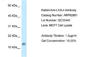 Western Blotting (WB) image for anti-Lysozyme-Like 4 (LYZL4) (Middle Region) antibody (ABIN2789271) (Lysozyme-Like 4 antibody  (Middle Region))